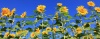 Sunflowers-Dordogne